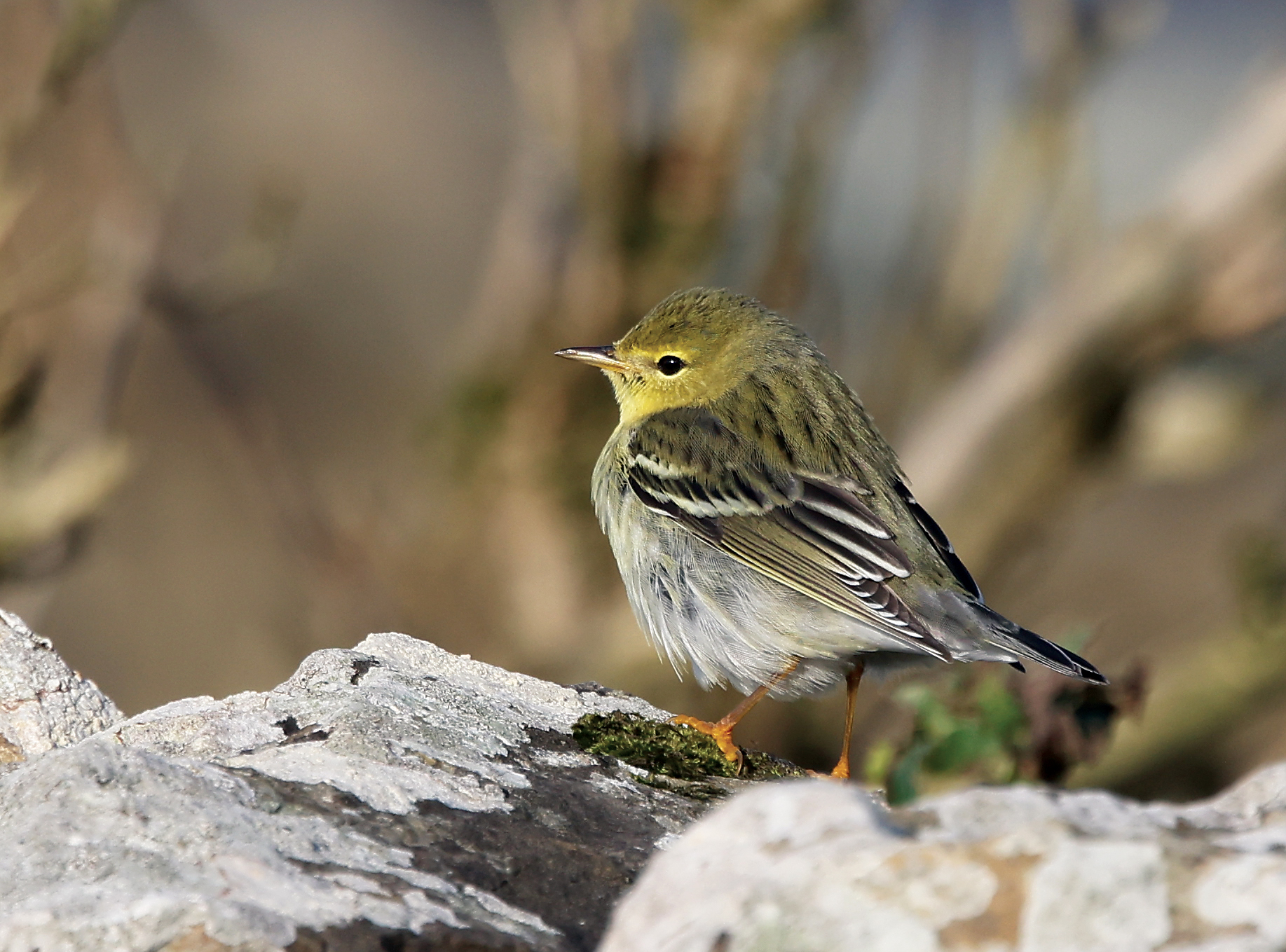 Blackpoll Warbler