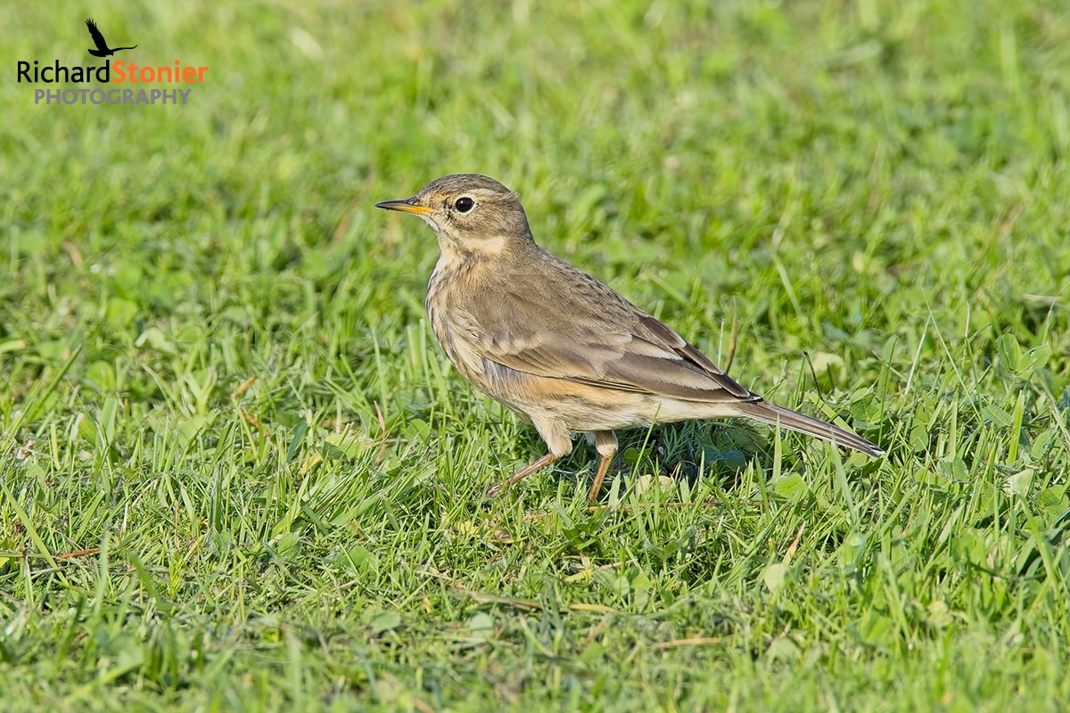 American Pipit