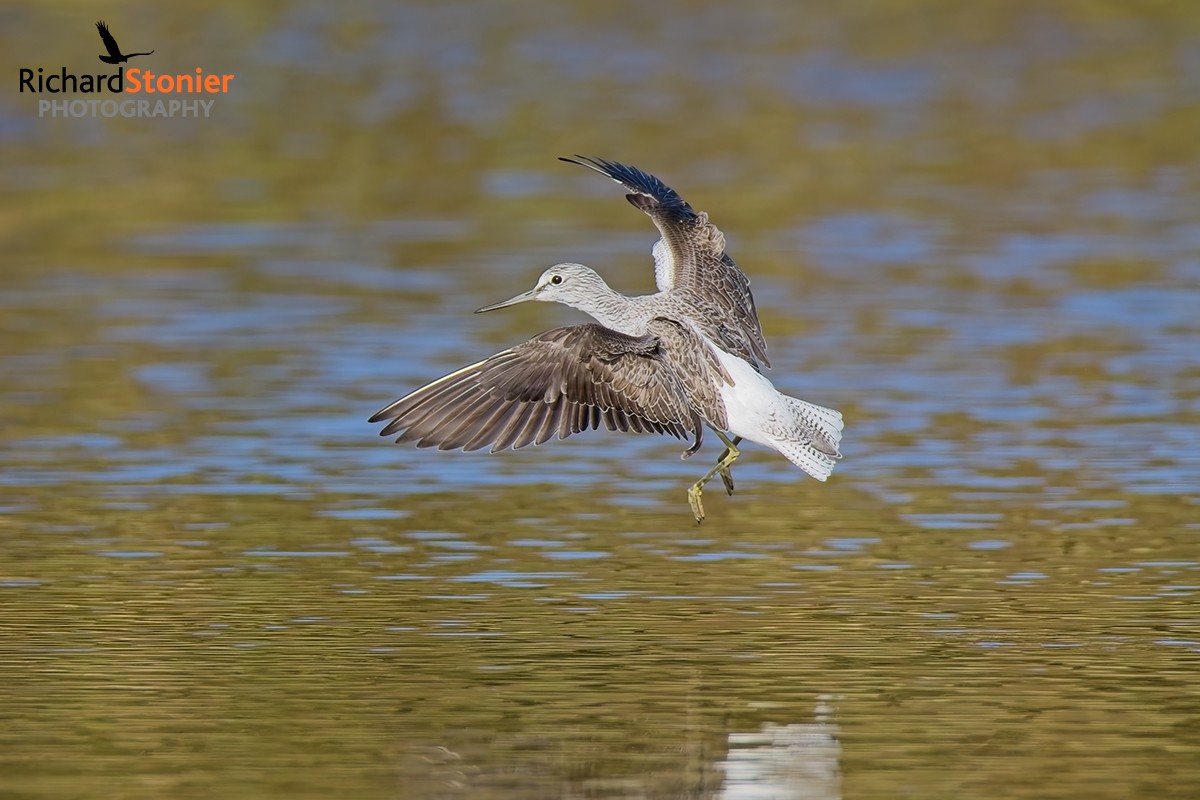Greenshank
