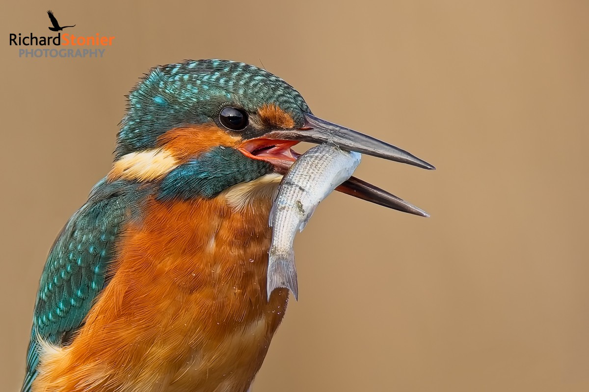 Kingfisher