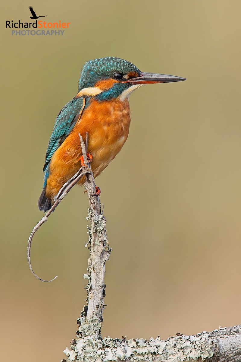 Kingfisher