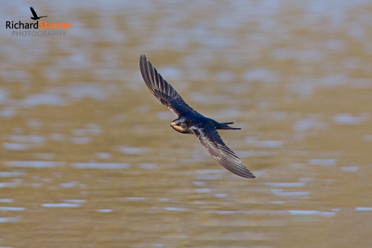 Swallow
