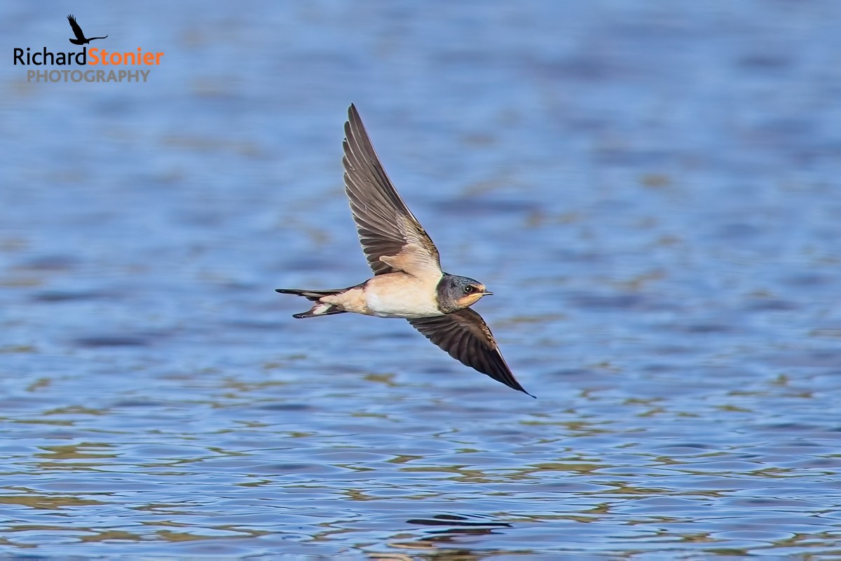 Swallow