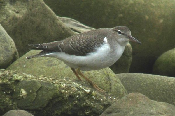 Spotted Sandpiper