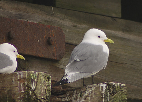 Kittiwake