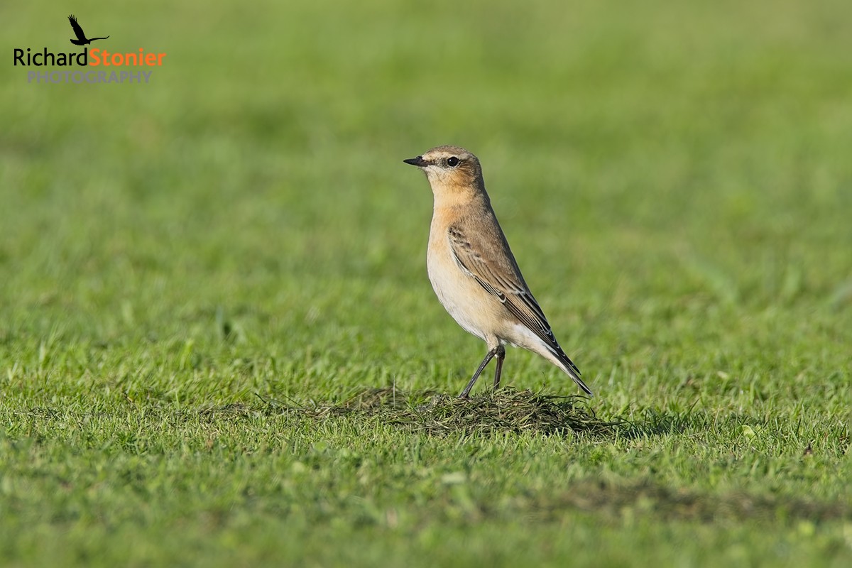 Wheatear