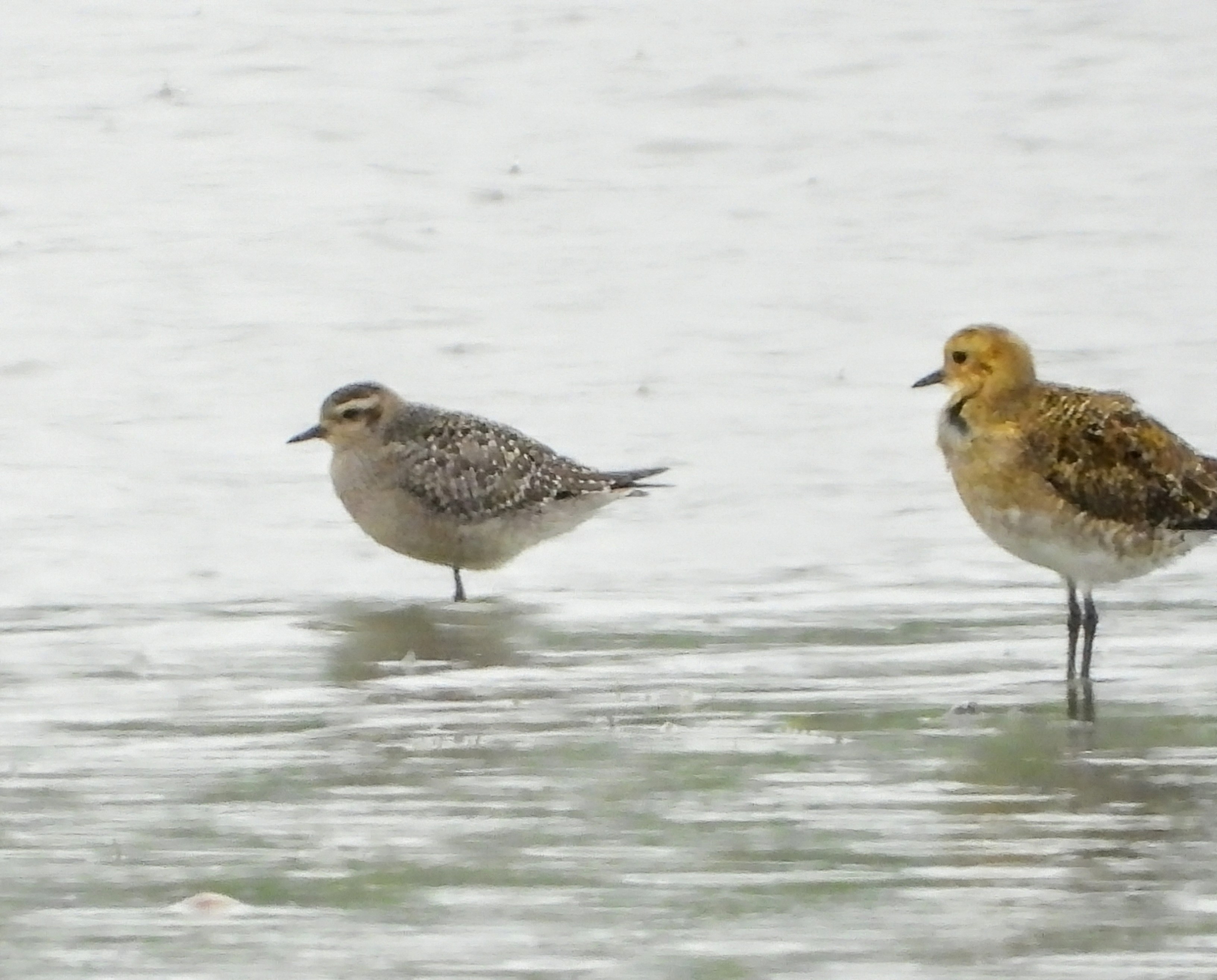 American Golden Plover