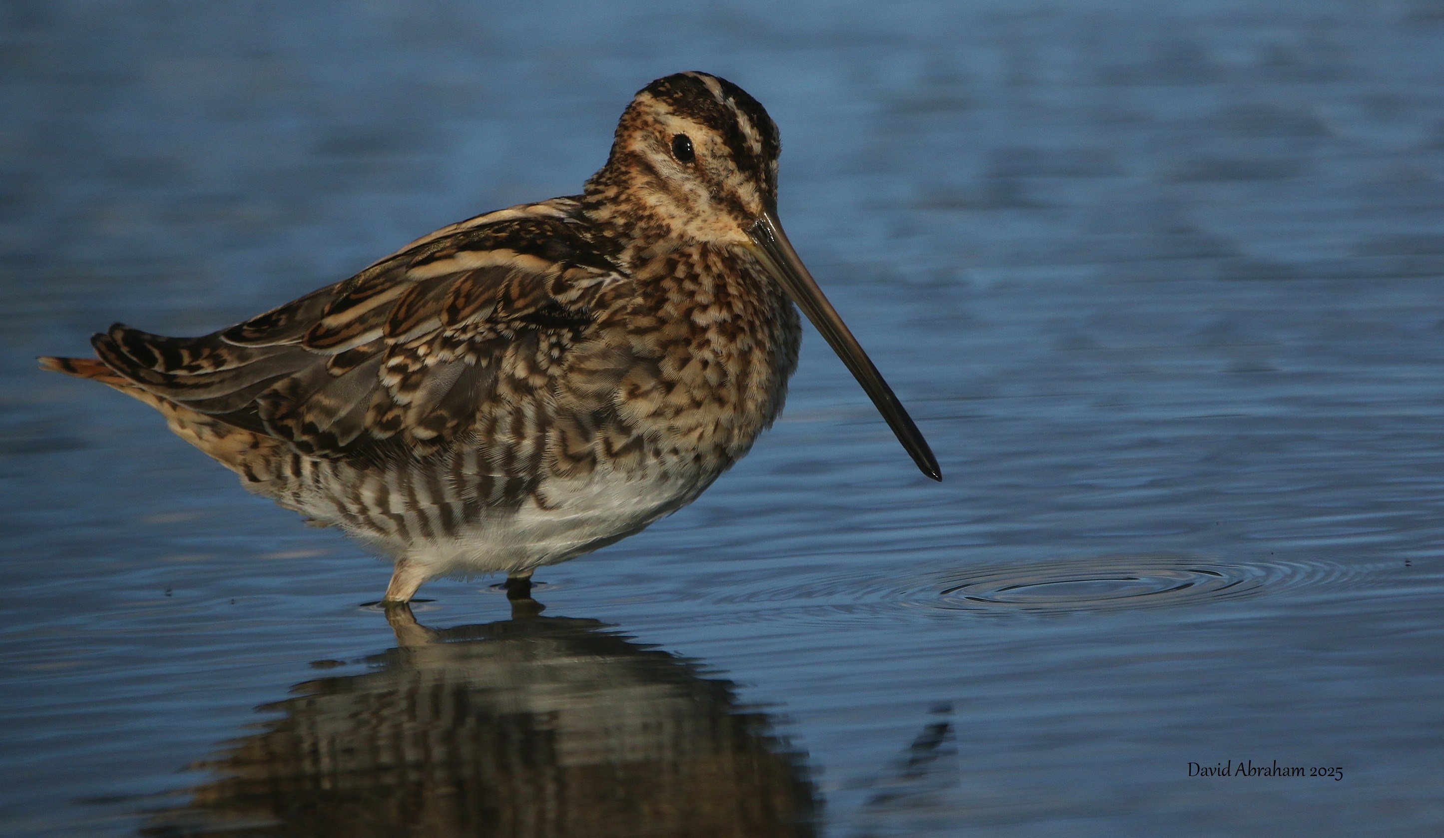 Snipe
