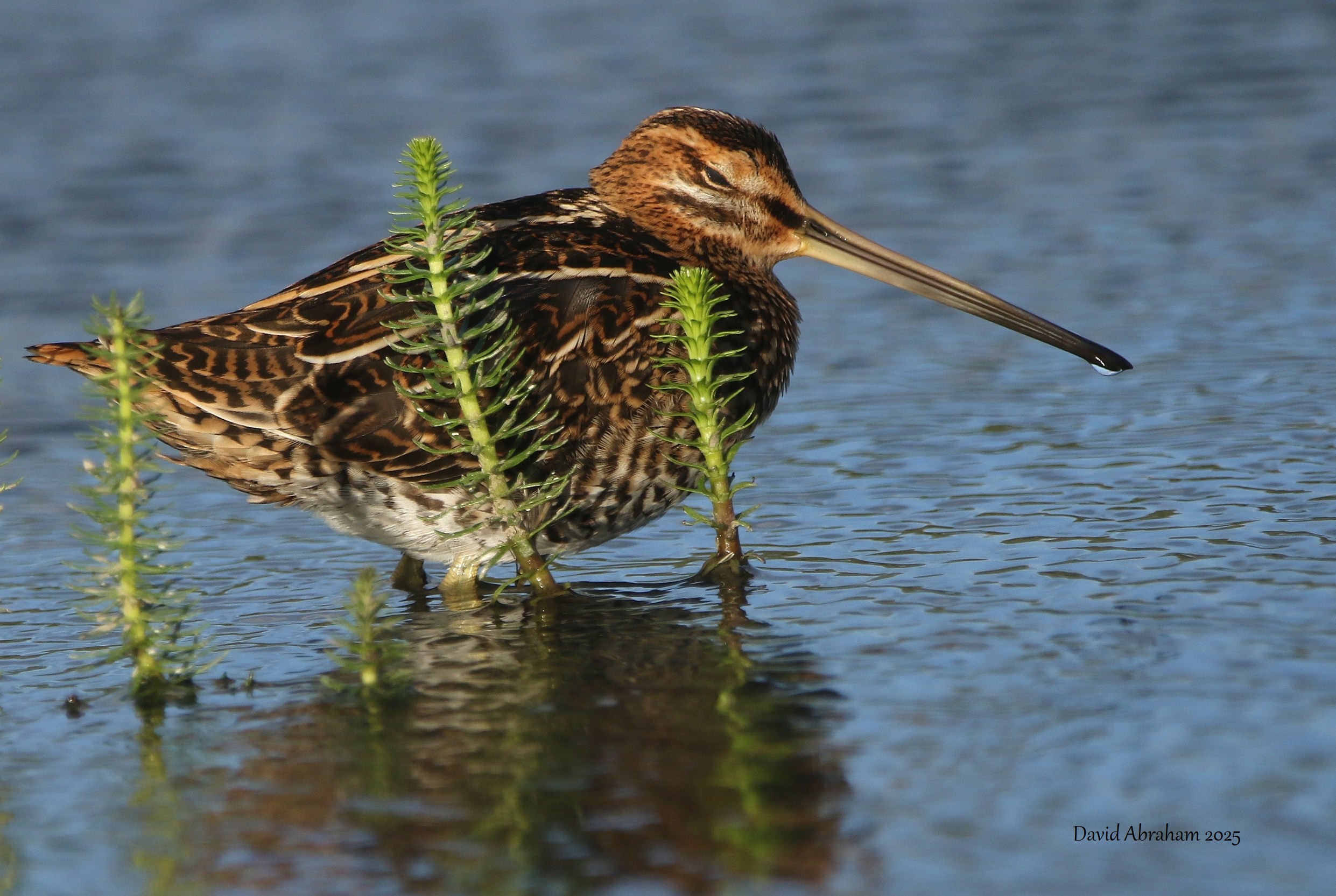 Snipe