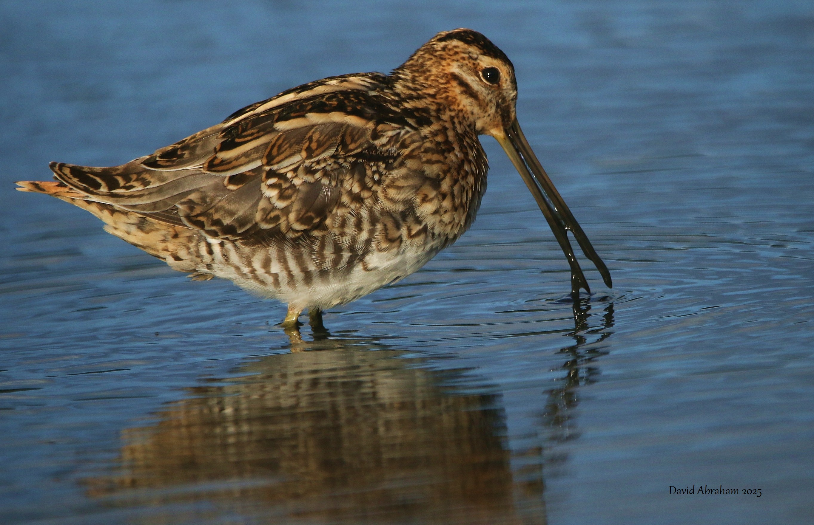 Snipe