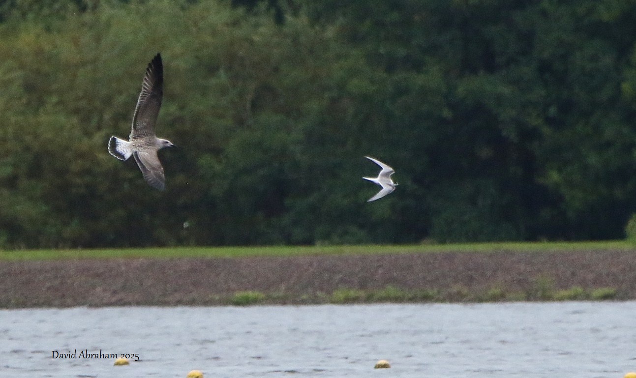 Arctic Tern 
