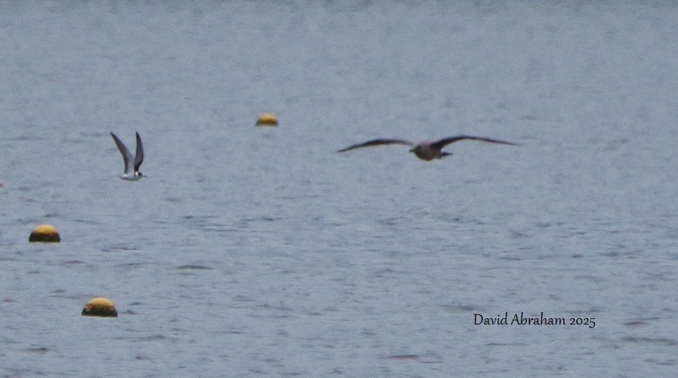 Black Tern 