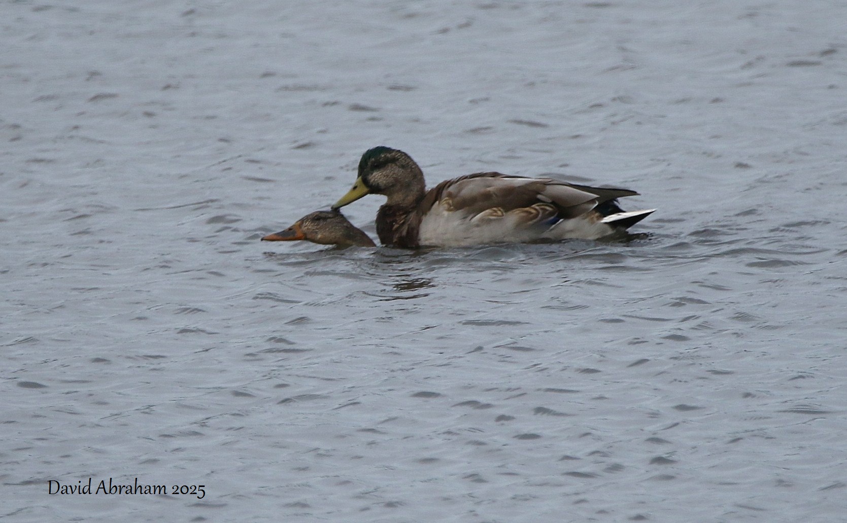 Mallard
