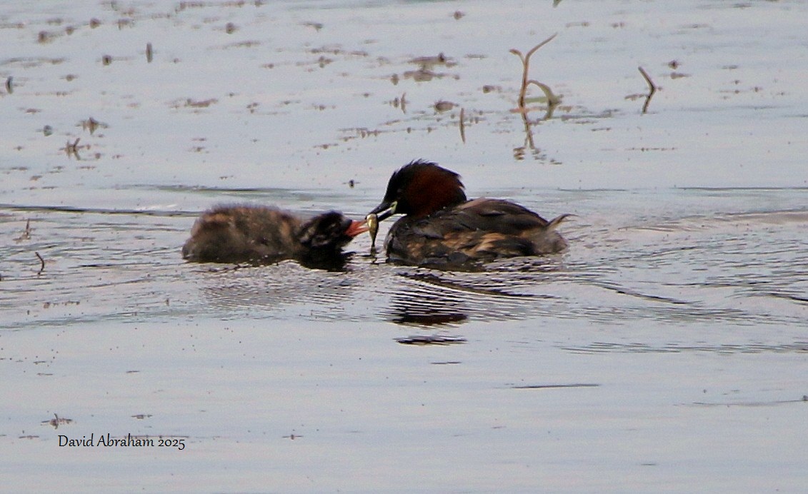 Little Grebe