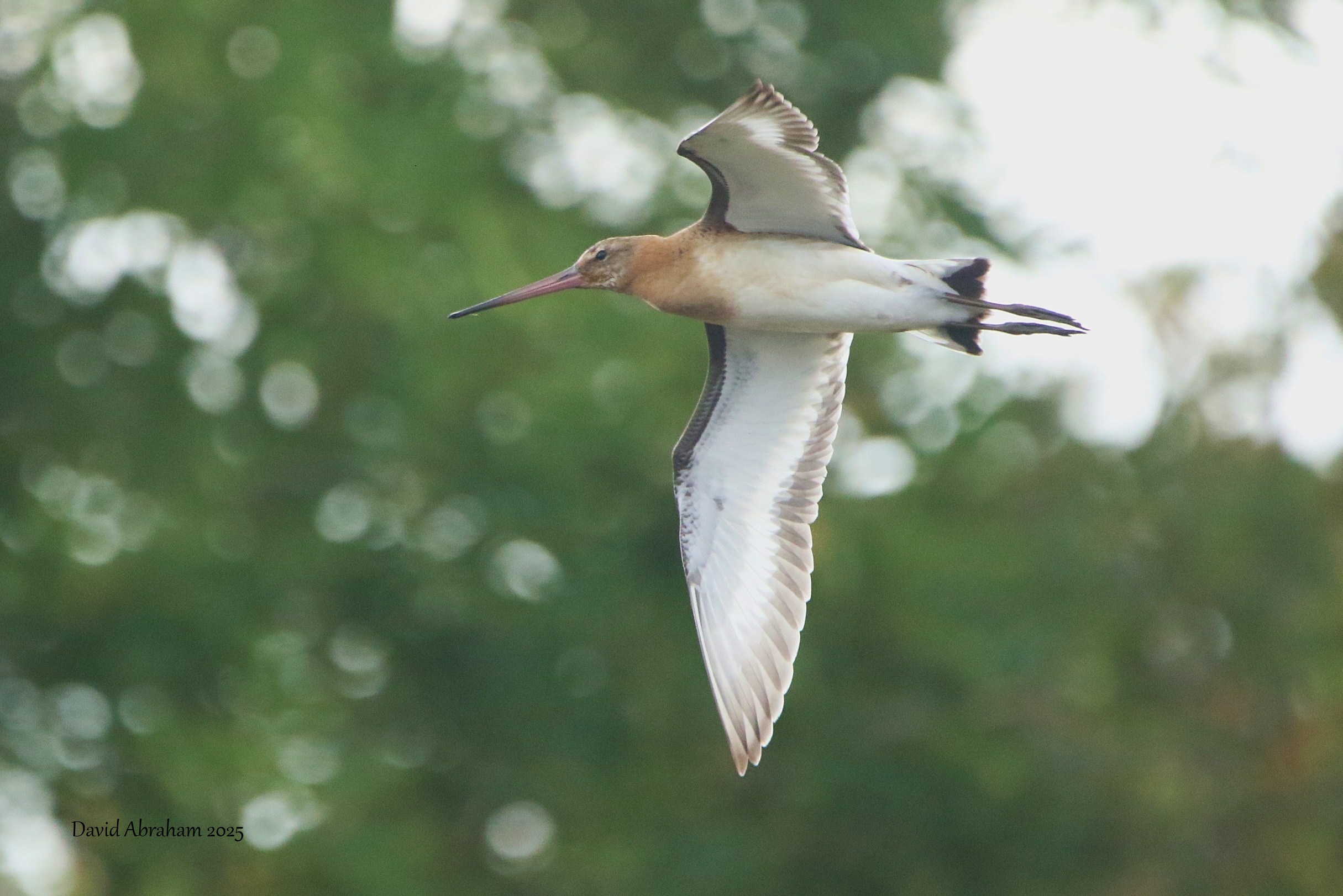 Black-tailed Godwit 