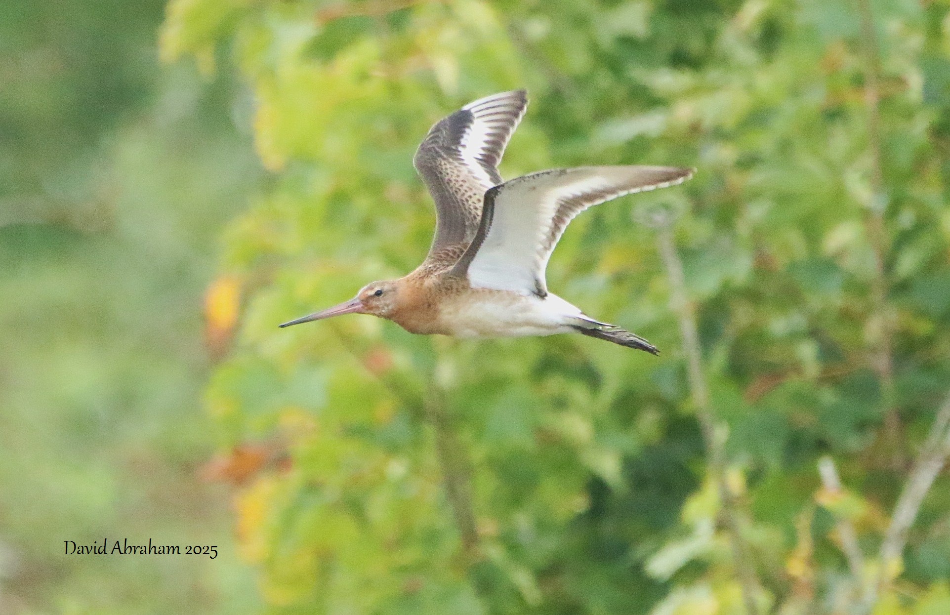Black-tailed Godwit 