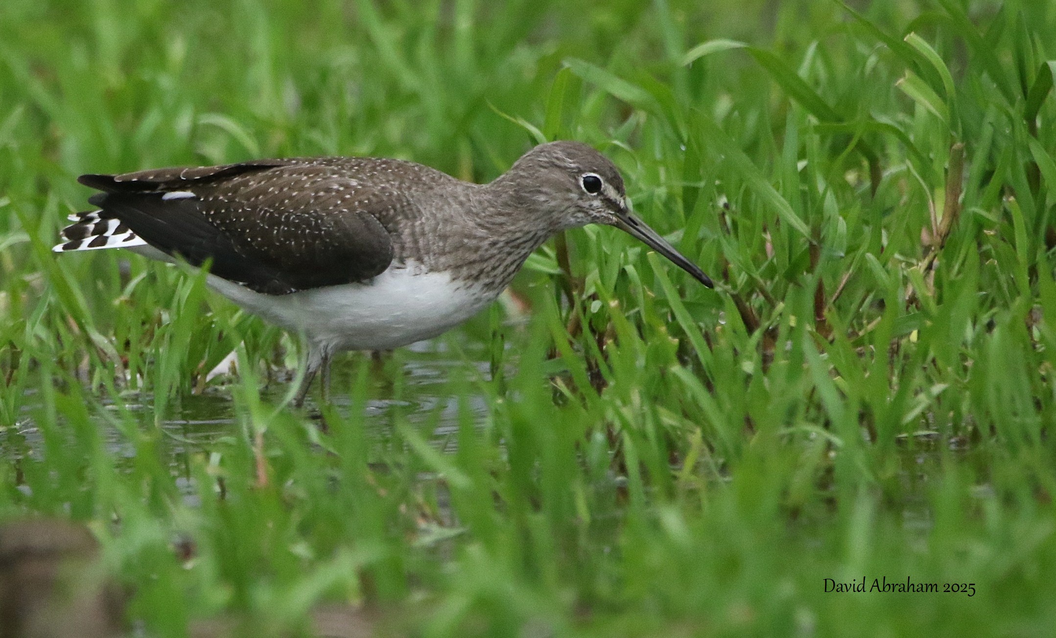 Green Sandpiper 