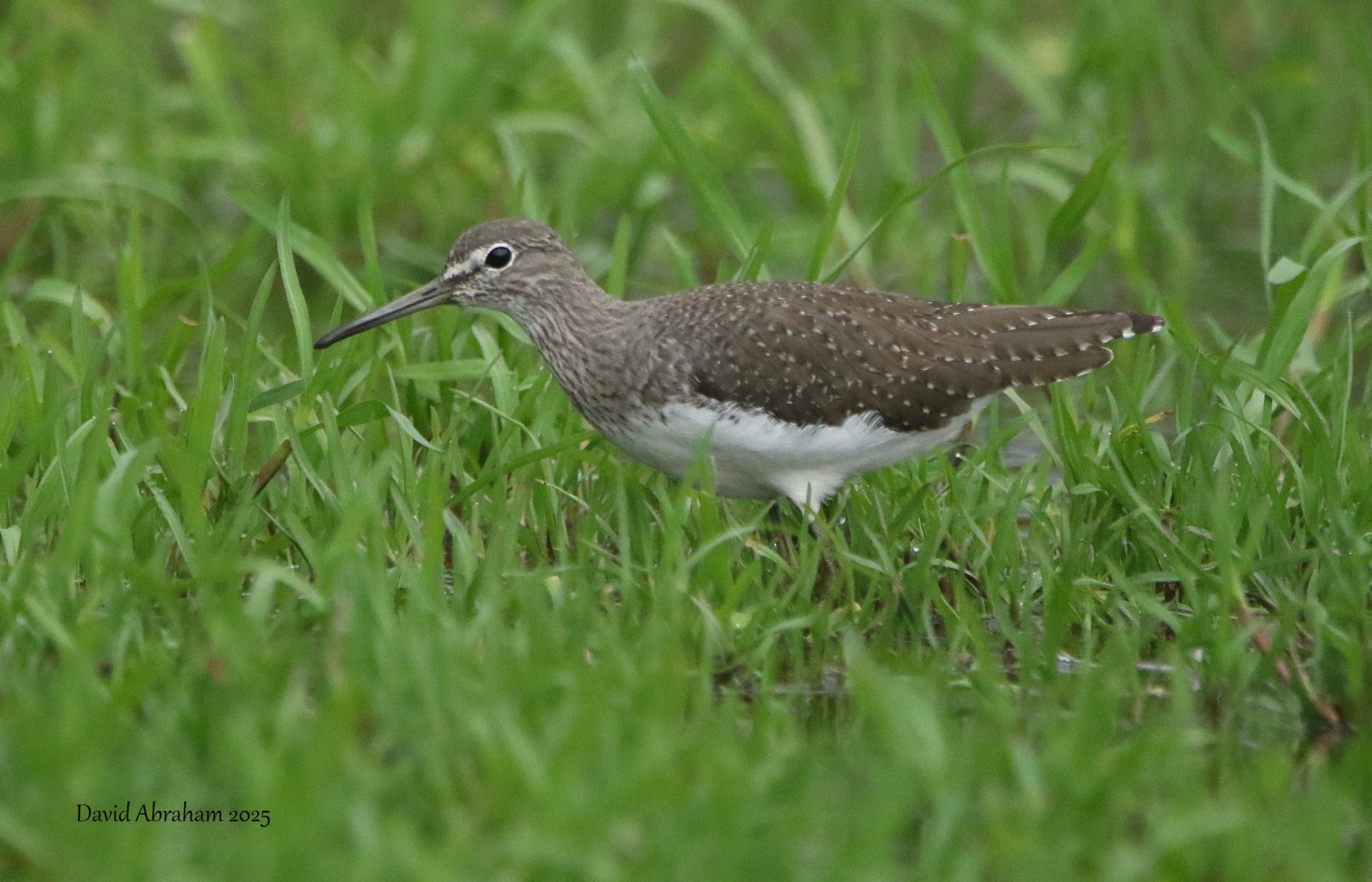 Green Sandpiper 