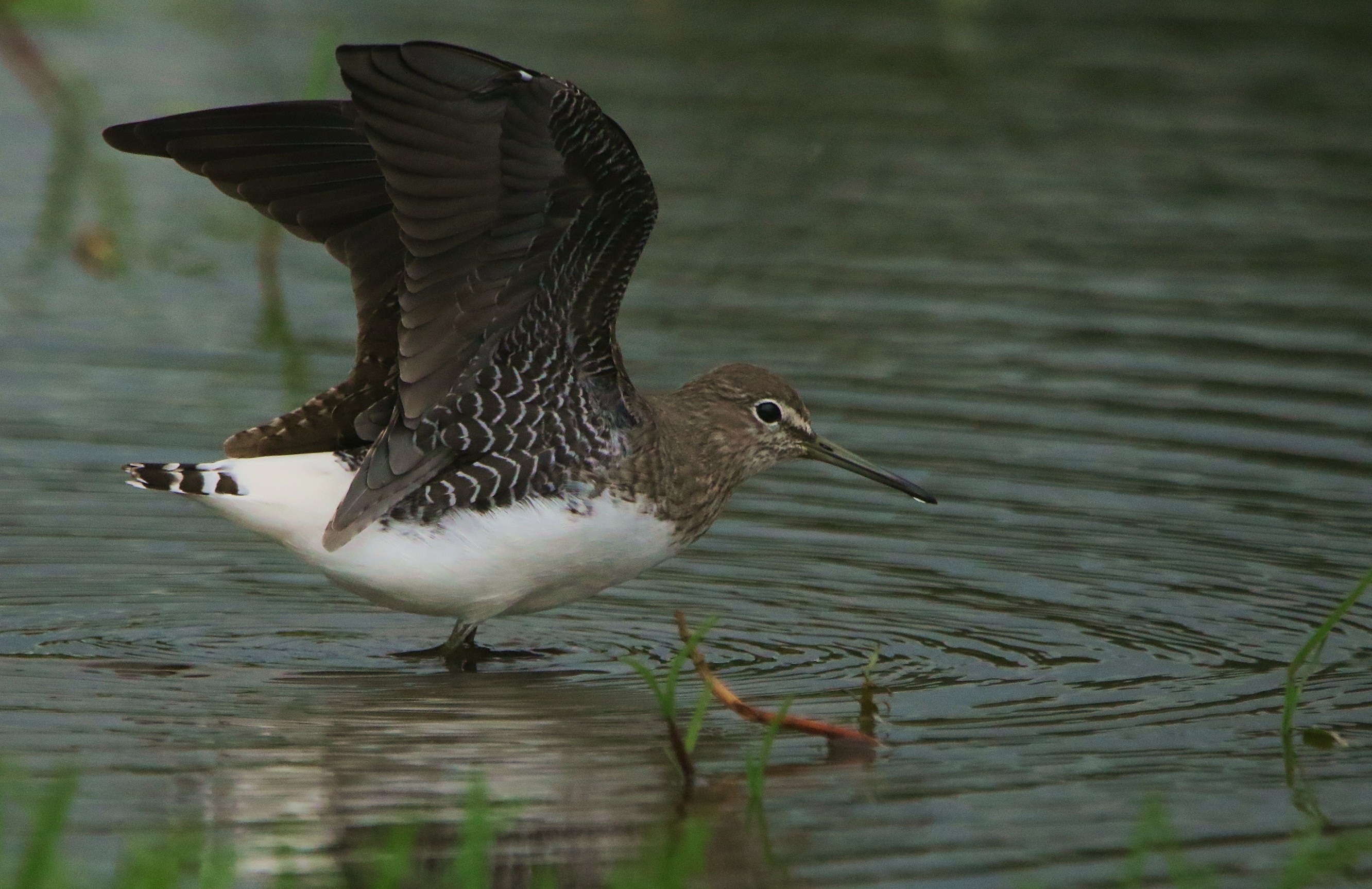 Green Sandpiper 