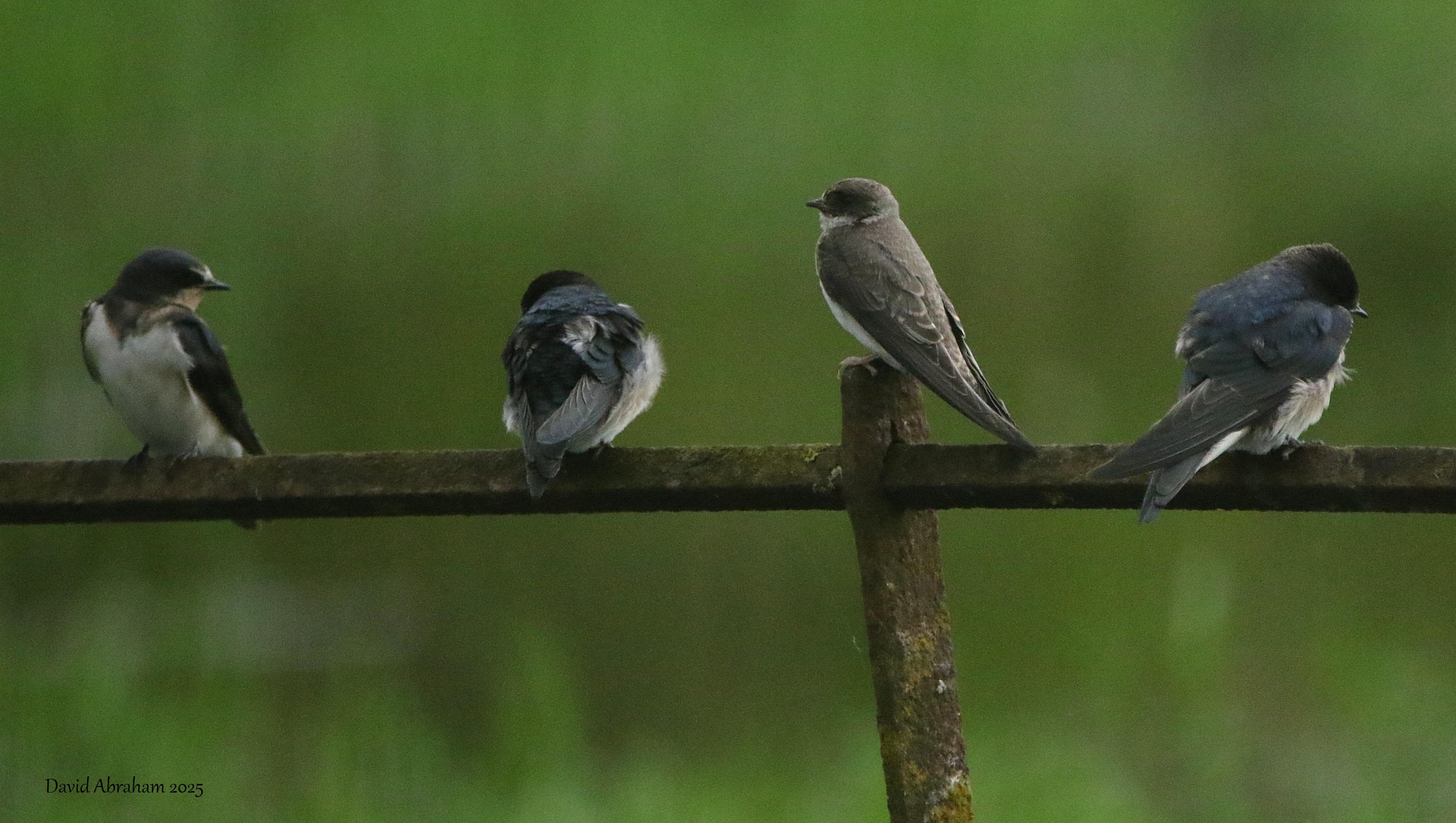 Sand Martin 