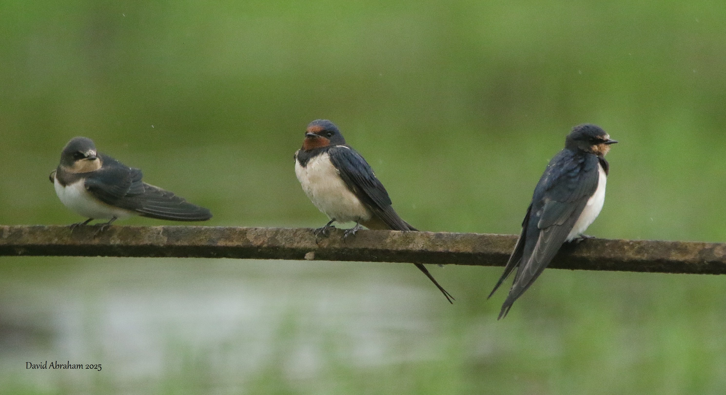 Swallow 
