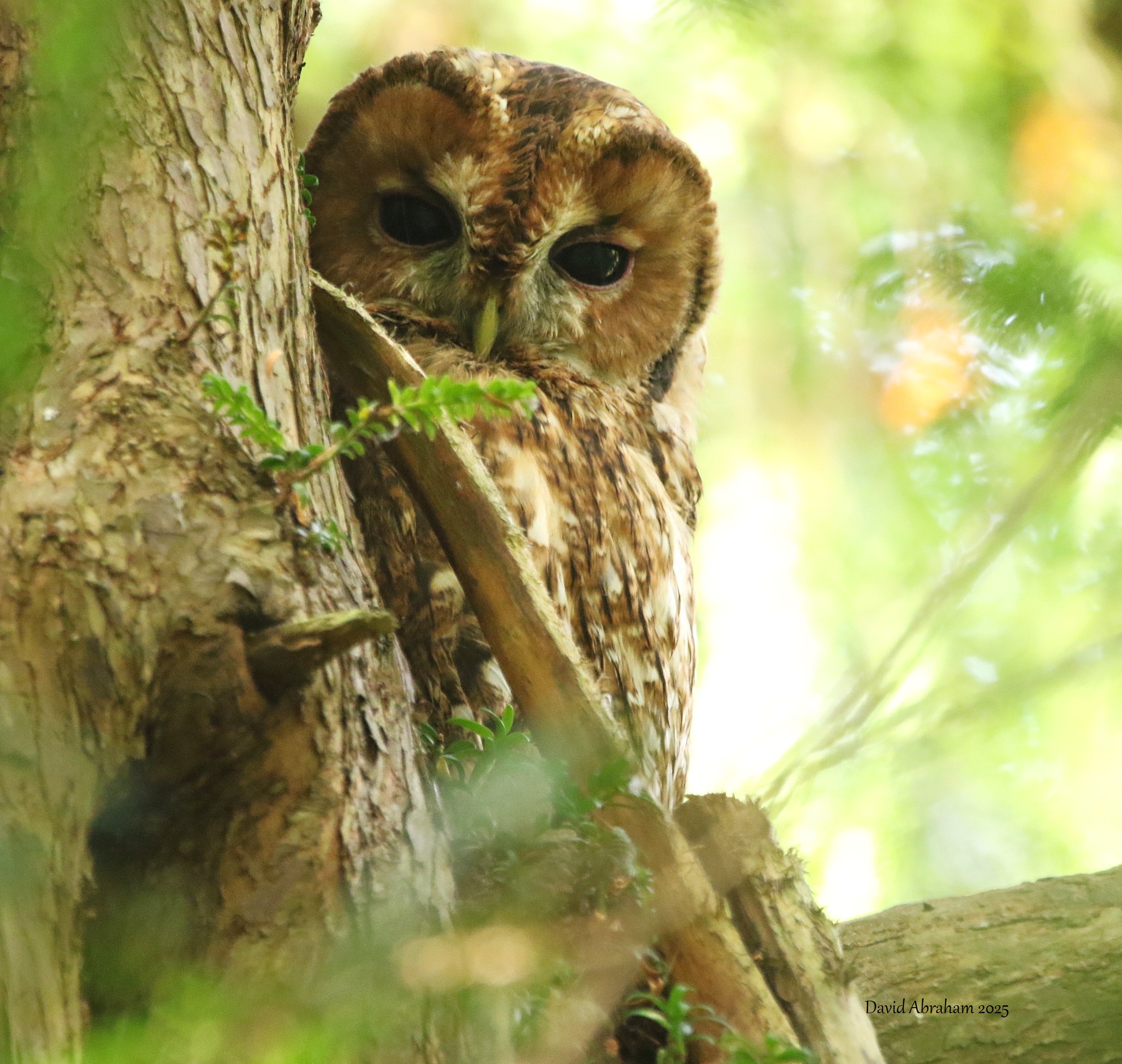 Tawny Owl 