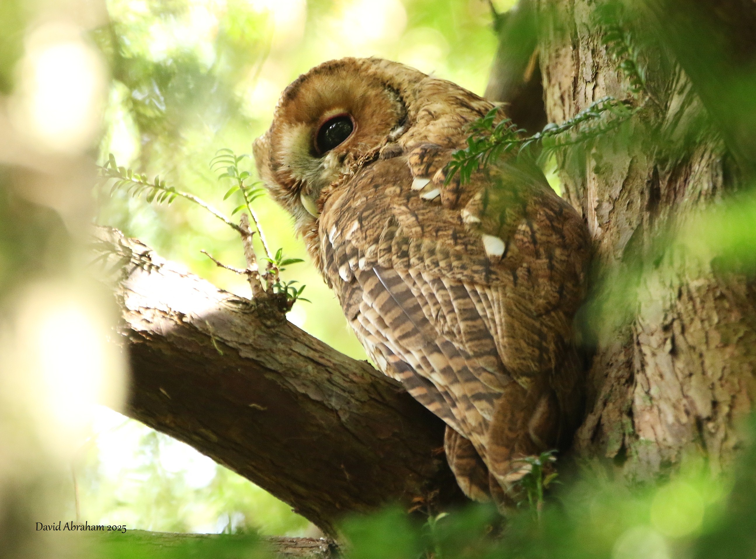 Tawny Owl