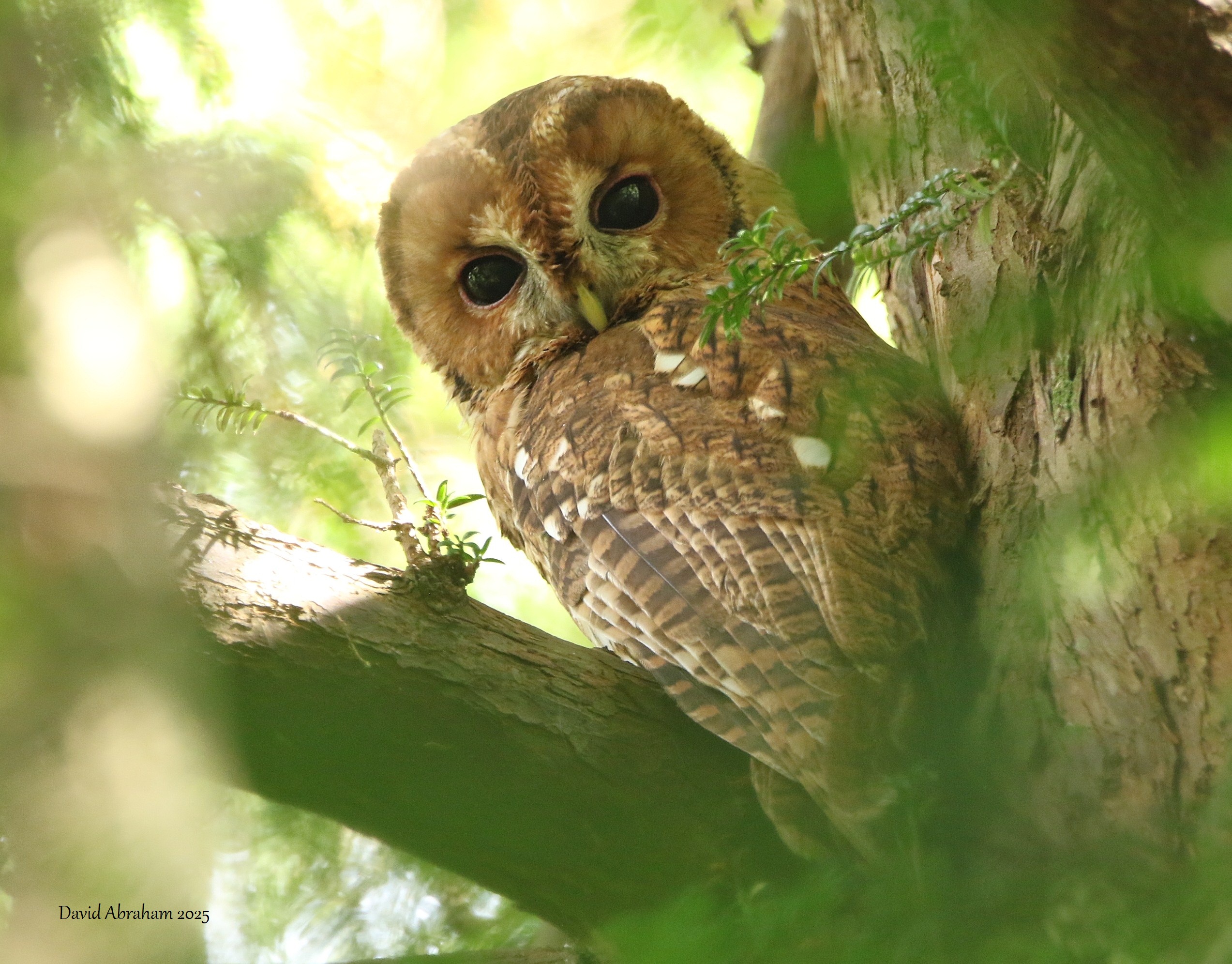 Tawny Owl 