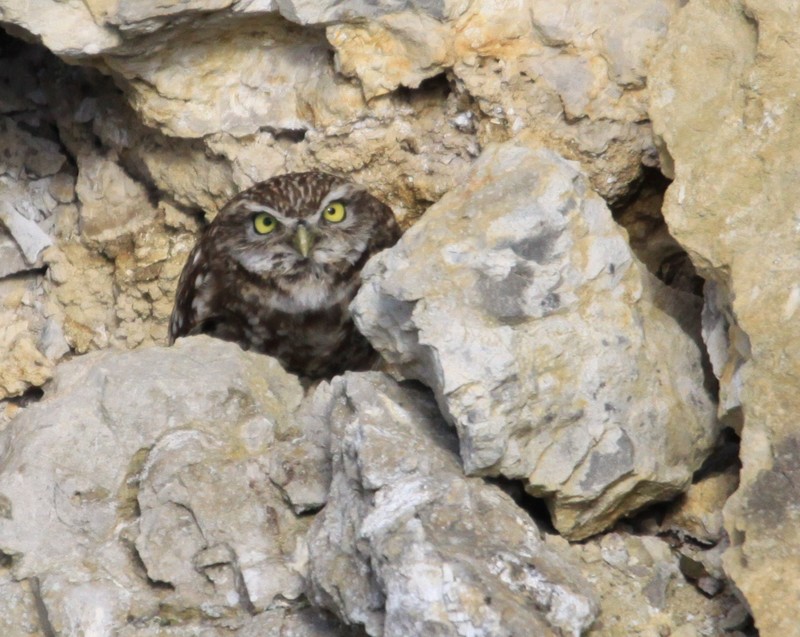 Little Owl