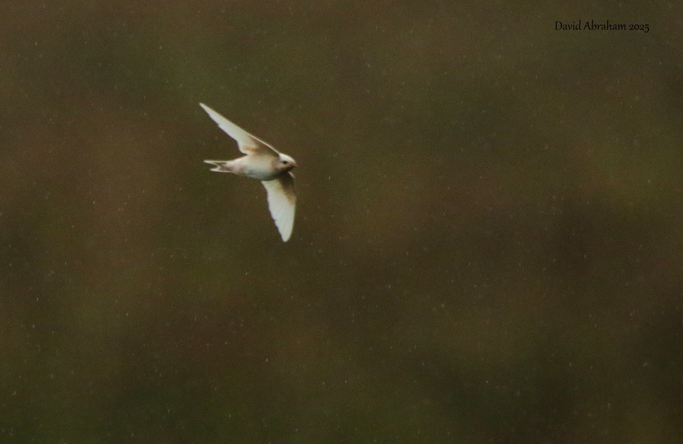 Swallow 