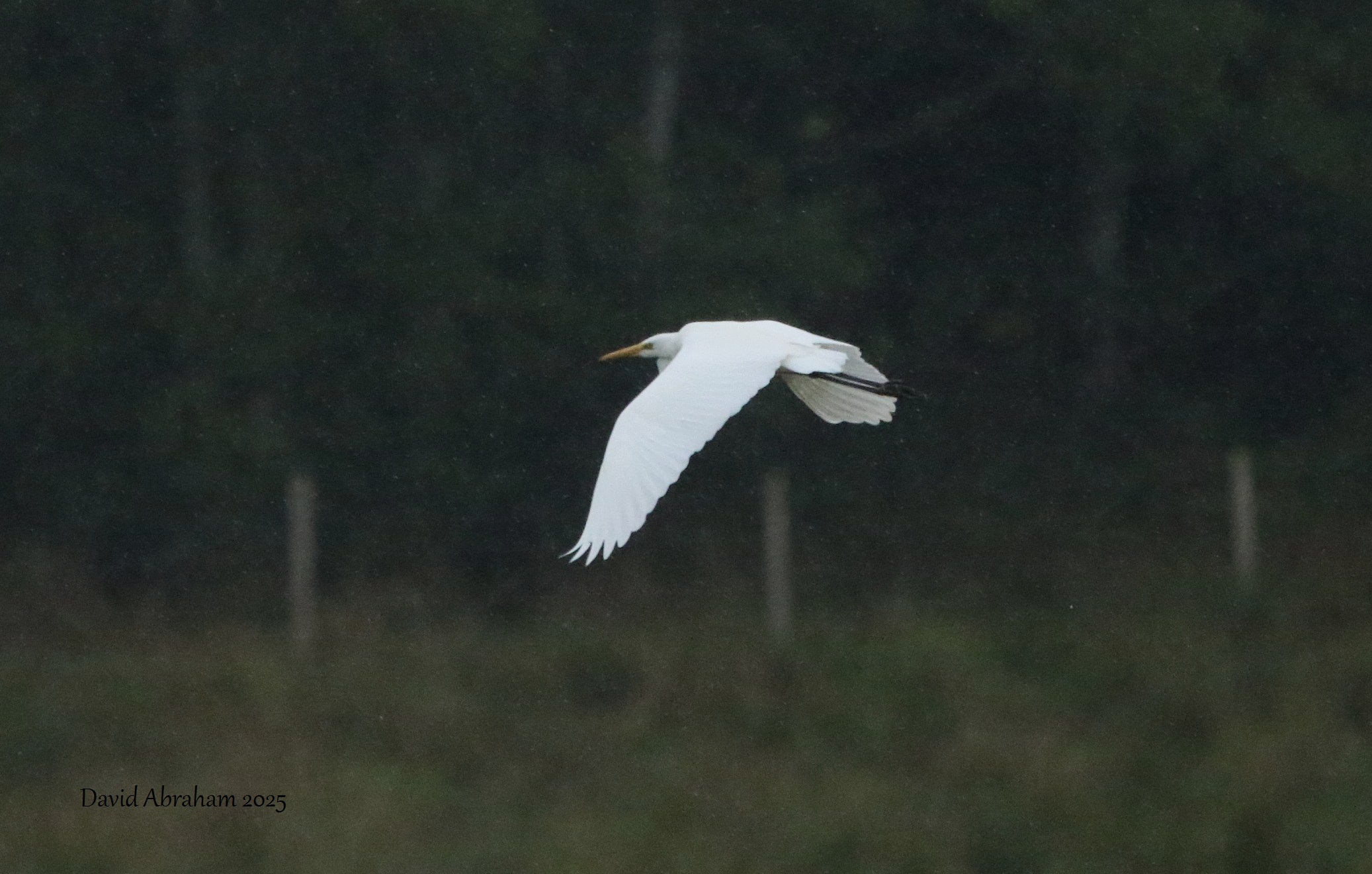 Great White Egret 