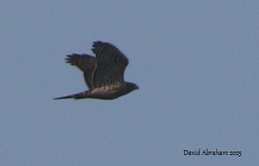 Goshawk 