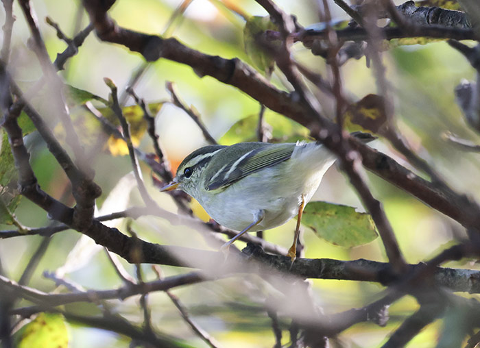 Yellow-browed Warbler