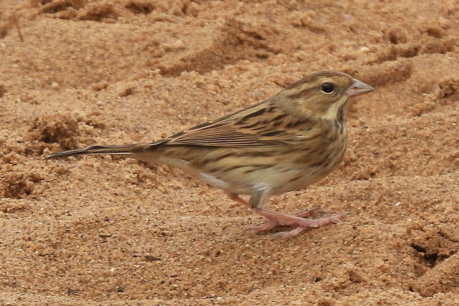 Black-faced Bunting