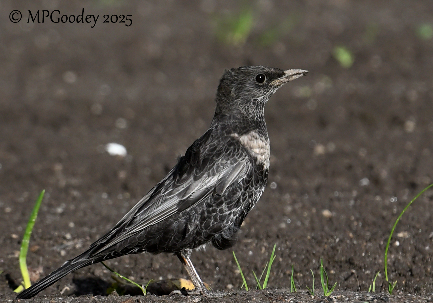 Ring Ouzel