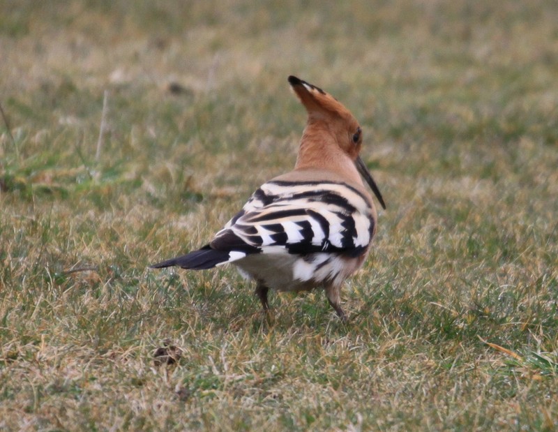 Hoopoe