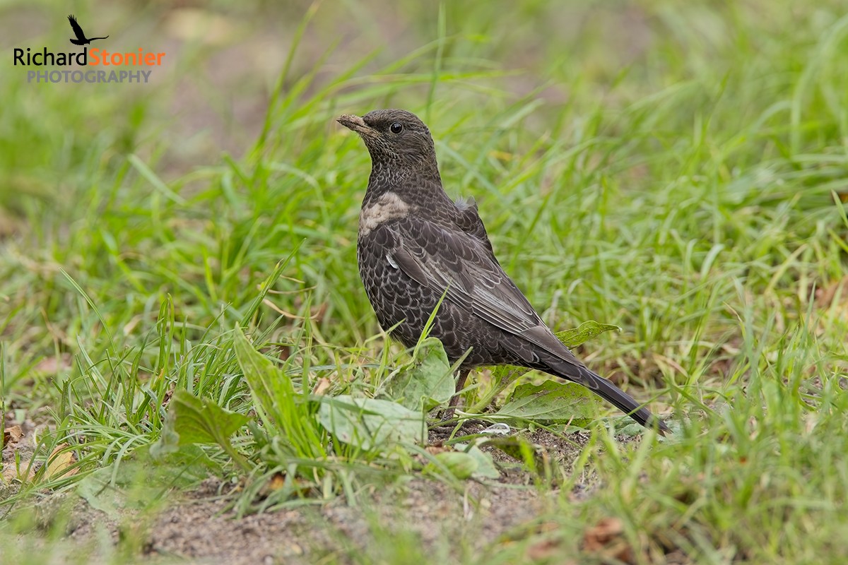 Ring Ouzel