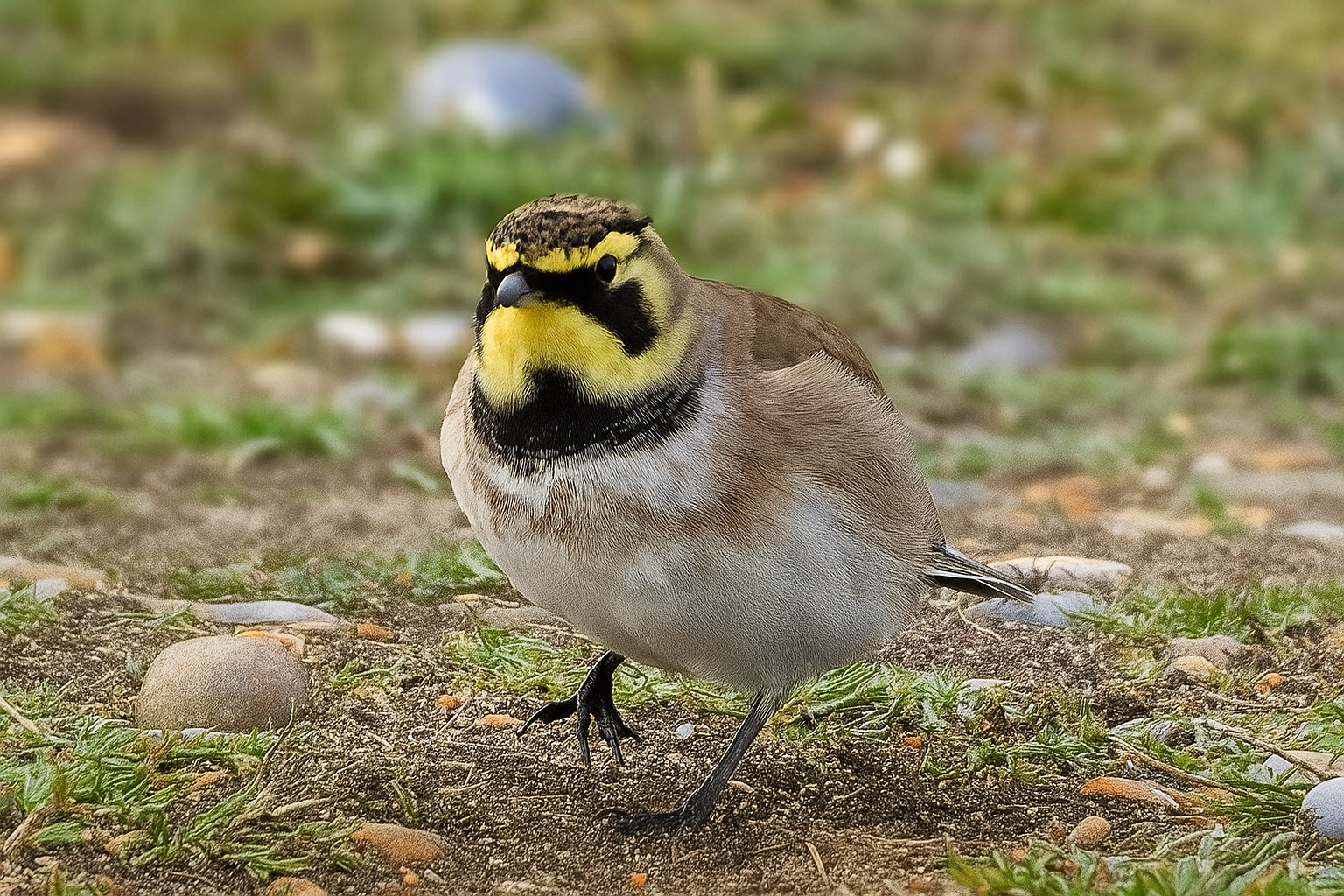 Shorelark 