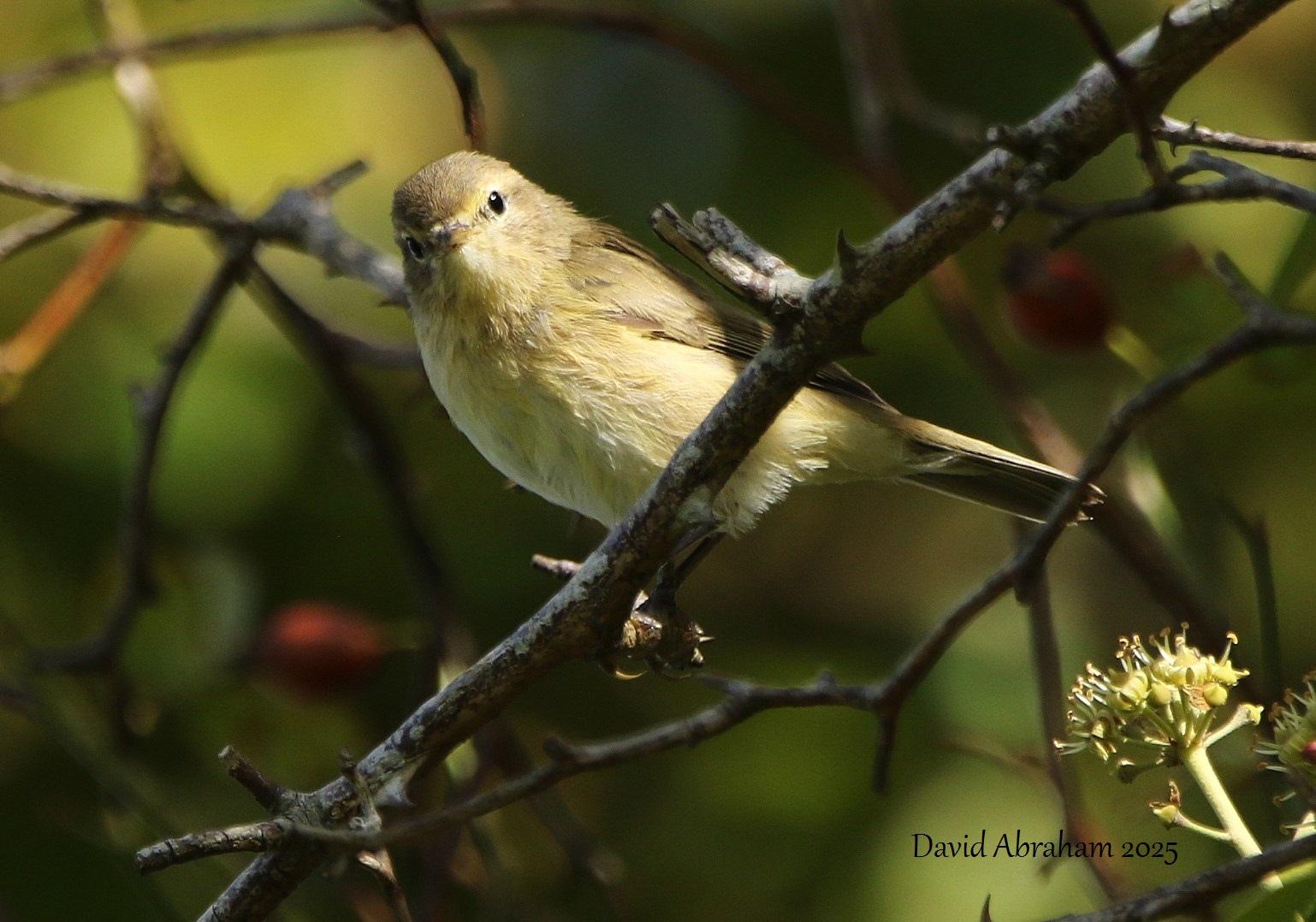 Chiffchaff 