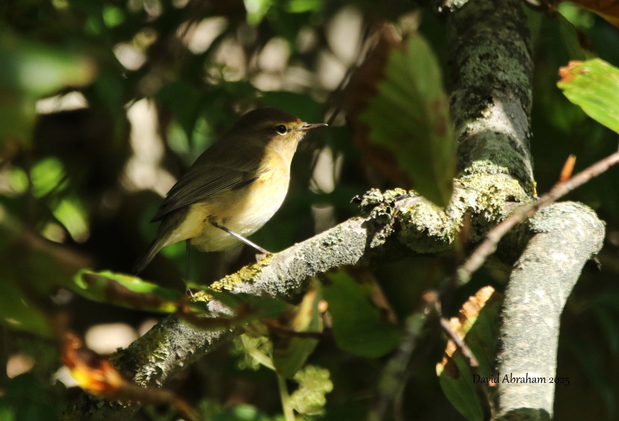 Chiffchaff 