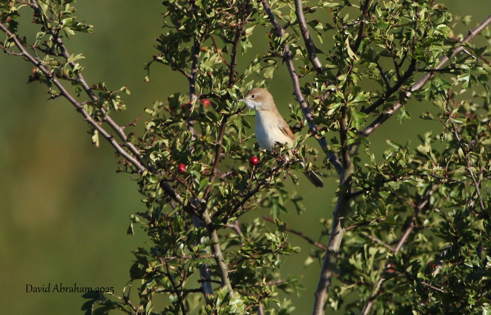 Whitethroat