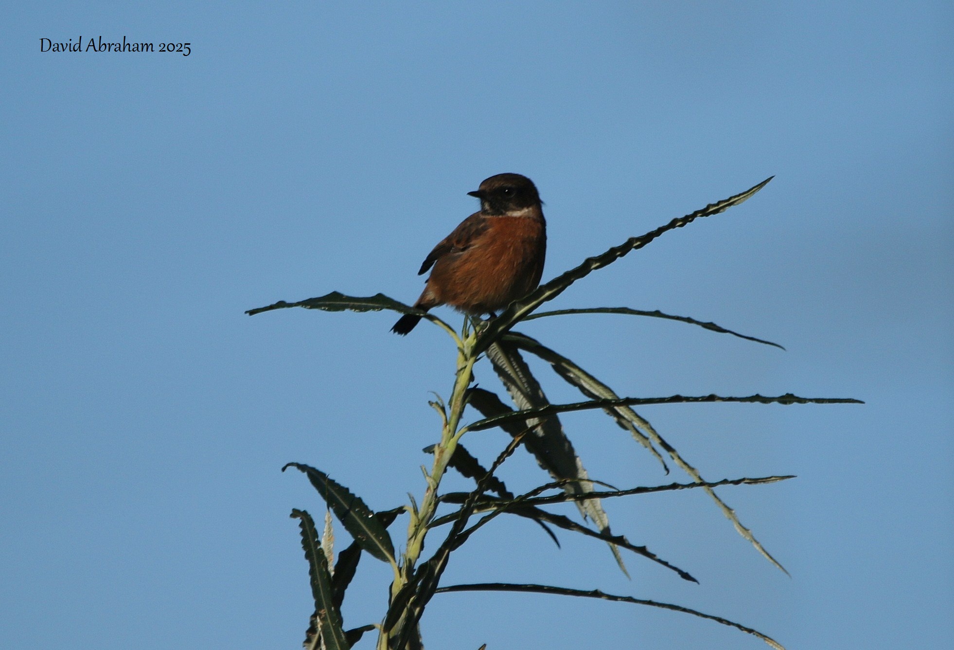 Stonechat 