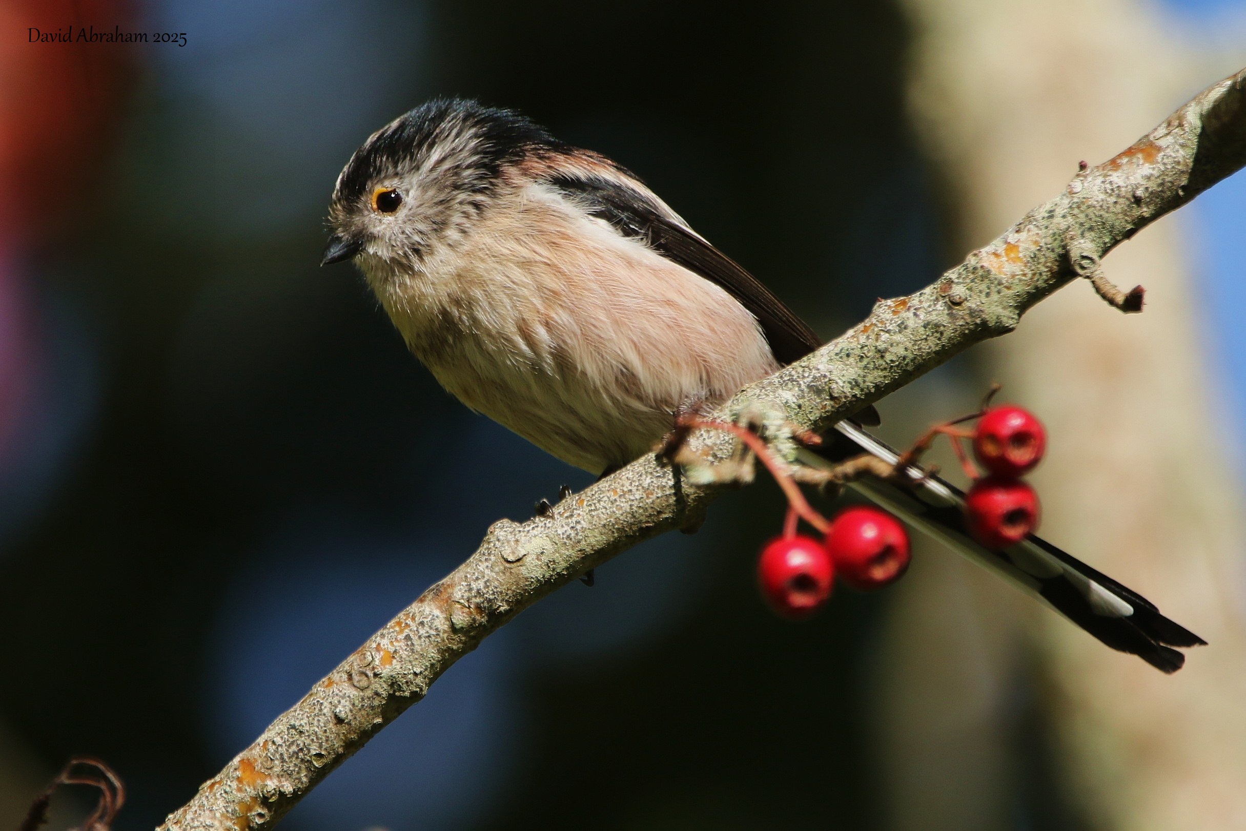 Long-tailed Tit 