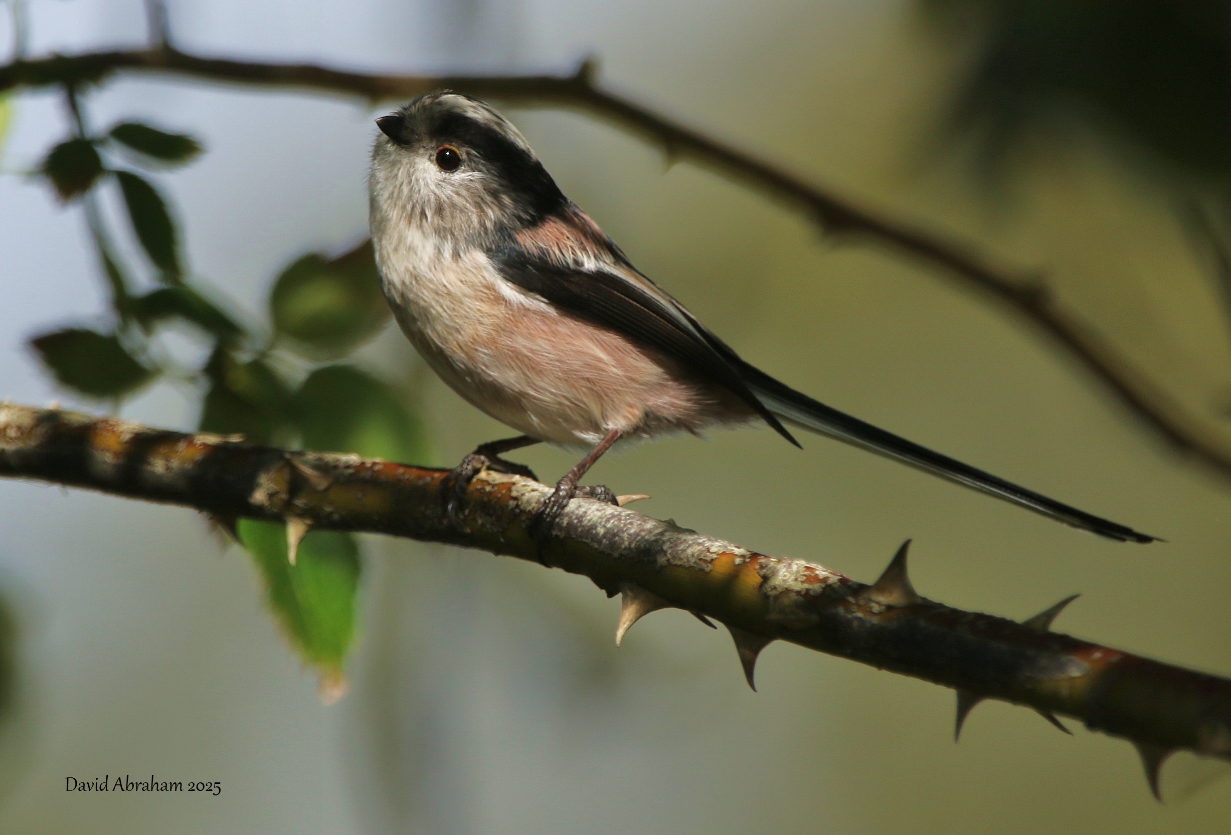 Long-tailed Tit 