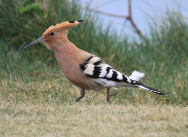 Hoopoe