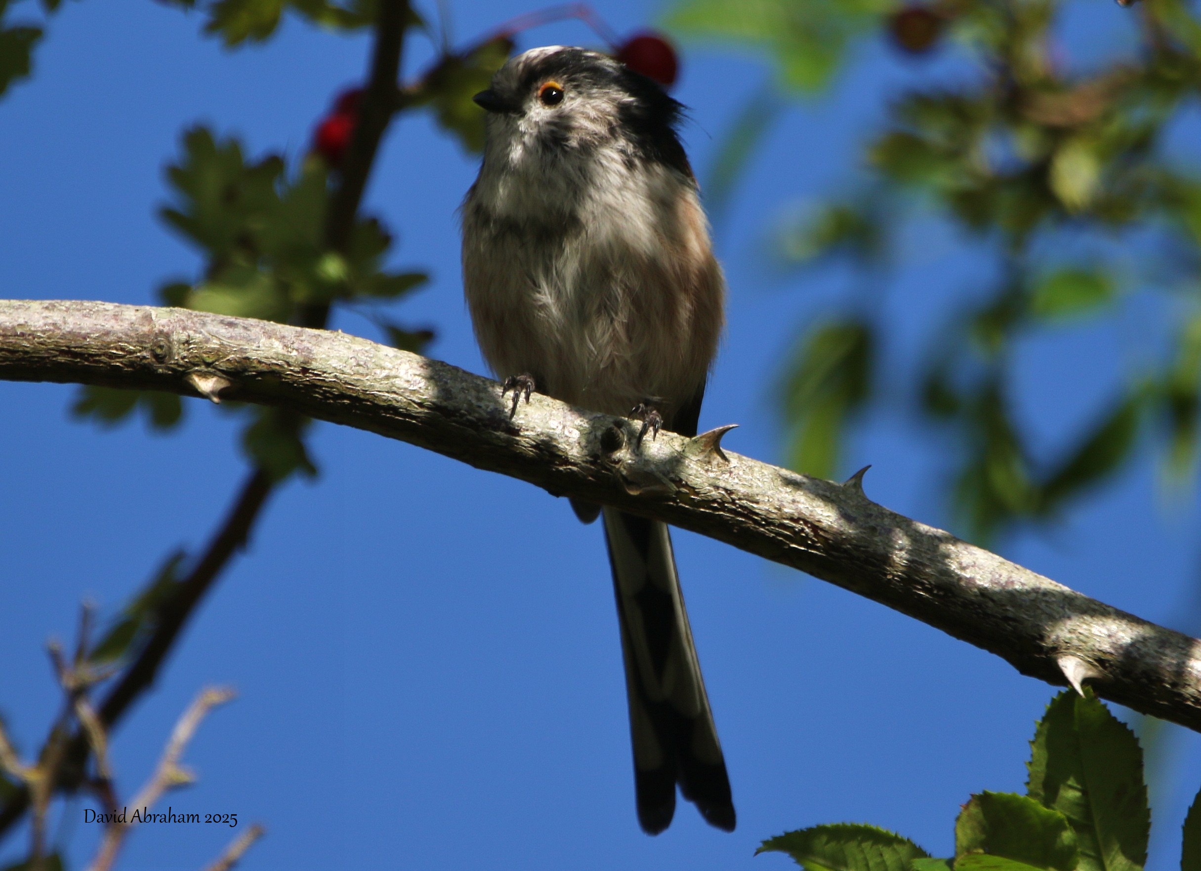Long-tailed Tit 