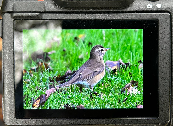 Eyebrowed Thrush