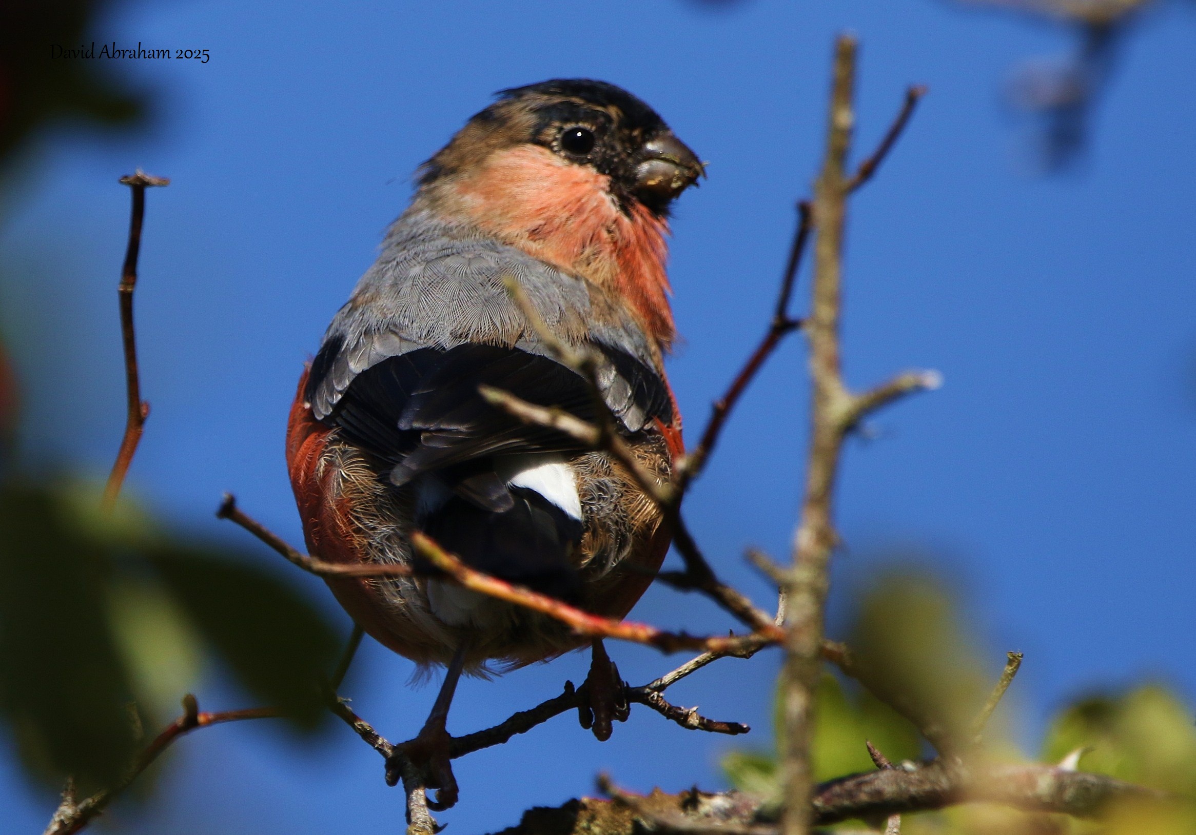 Bullfinch 
