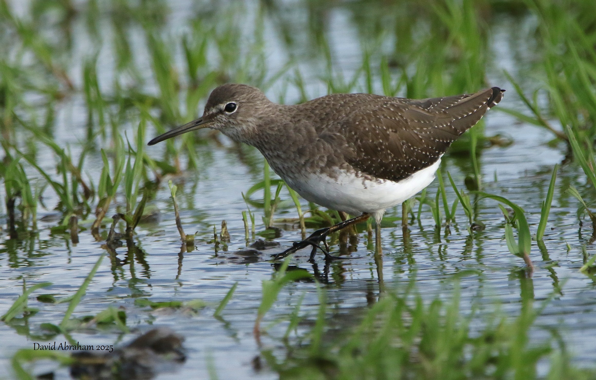 Green Sandpiper 