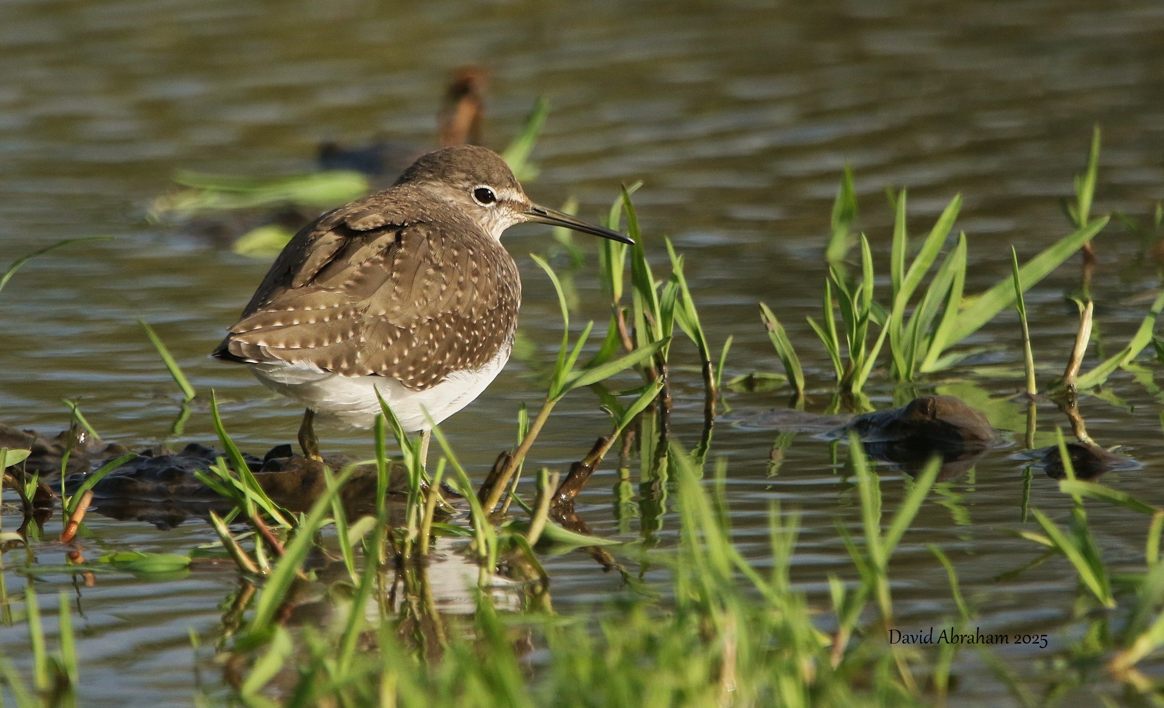 Green Sandpiper 